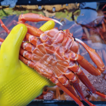 살이 통통한 후포항 홍게 /산지직송/ 박달급 후포리홍게, 박달급홍게 2kg(4-5마리), 생물발송