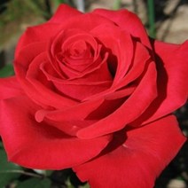 장미 묘목 모음 택1 사계장미 (세종식물원), 4.사계장미 빨강 1주