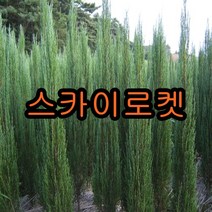 스카이로켓 향나무 키80cm~1미터 1그루 묘목 꽃나무 과일나무 유실수 조경수