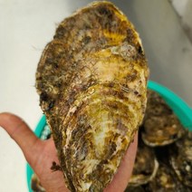 [통영] 삼배체 석화하프셀 삼배체석화2kg, 1개