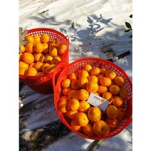 승연농장 고당도 타이벡 감귤 5kg, 1개