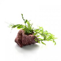 수초 볼비티스 홍원석 활착 어항 수족관 수중식물.헬로아쿠아