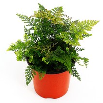 실내공기정화식물 120종 꽃 화분 미세먼지제거 아레카야자 해피트리 금전수, 모종포트, 후마타, 1개