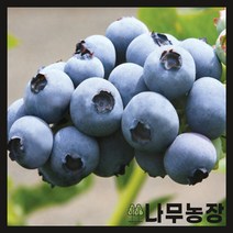 (나무농장) 블루베리나무 6치포트 ( 코빌 )