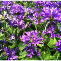 벨플레르 블루 [4포트](복남이네 야생화 모종 퍼플 campanula 여름)왜성 캄파눌라