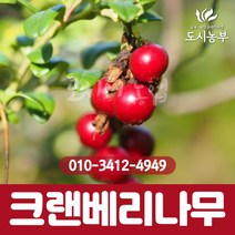 크랜베리/2년생/포트묘/크랜베리나무/크랜베리묘목/1등묘/열매/나무/묘목/도시농부