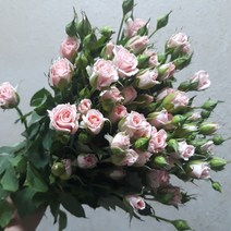 장미 - 햇살 (스프레이) / 고속터미널꽃시장 꽃도매 서리풀플라워