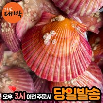 제철 통영 홍가리비 1kg 단풍가리비 비단가리비, 1box, 홍가리비 2kg