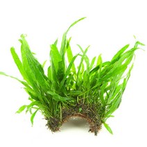 피알피쉬 수초 미크로소리움 1포트, 1개