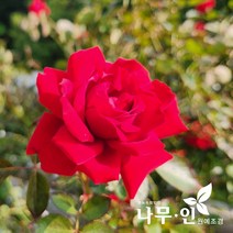 [나무인] 사계덩굴장미 줄장미 다이나마이트(빨강색), 1개