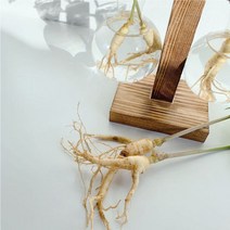 무농약 세척 수진생 10뿌리 수경재배 잎 째먹는 장뇌 산삼 산양삼 산삼 산양삼 장뇌삼 산삼 건강식품 오쿠용인삼, 드테일컴퍼니 1, 드테일컴퍼니 본상품선택
