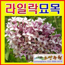 (G소망)라일락(수수꽃다리)묘목 1년생 20그루
