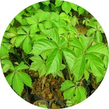 고려담쟁이 오엽담쟁이 포트분 야생화, 오엽, 1개