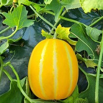 엄마미 고당도 햇 성주 꿀 참외 당도선별 산지직송 3kg 5kg 10kg, 혼합과, 1개