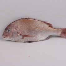 [산지직송]완도국내산 반건조 참돔 제수용 생선 자연산 마른 도미, 1마리, 마리당 350-400g