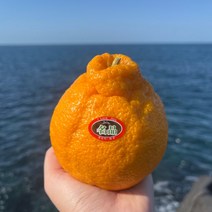 [비파괴 당도 선별] 제주 산지직송 한라봉 대과 명절 선물 세트 가정용 벌크 3kg 5kg 10kg 3키로 5키로 10키로, 가정용 5kg