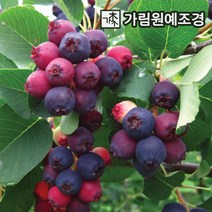 준베리 유실수 정원수 가림원예조경, 발레리나 삽목2년 4치포트