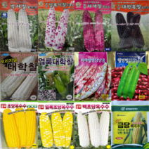 옥수수 호박 여주 국산콩 씨앗 모음 50종 재래종 토종 곡물 곡식 종자 완두 초당 괴산, 10.얼룩초당옥수수100립