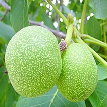 착한가격 나무생각 호두나무 실생2년(1등묘)