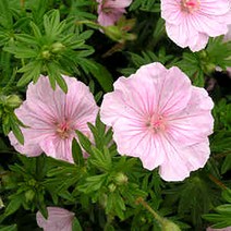 시즌플라워 [초화류]제라늄(다년생숙근초)-핑크