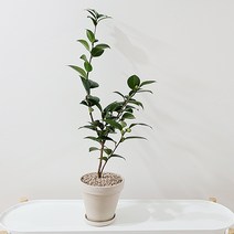 햇살농장 동백나무 동백꽃 필 무렵, 중형(크림색화분+받침), 1개