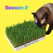 [고양이가좋아하는풀] [시즌2] 뮤토 점보 캣그라스 생화 (대용량) 고양이 풀 강아지 풀 도그그라스, 귀리