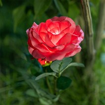 (주)라이트컴 SS966 아파트단지 산책로 안내/울타리 태양광충전등/장미꽃LED/레드 장미 태양광LED/인테리어 완성/자동점멸, SS964 핑크, 정원등