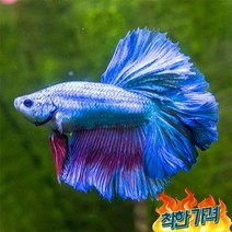 무작위 하프문 베타 1마리