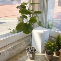 그루 휘커스 움베르타 인테리어식물 대형화분, 1.리본 안함, 2. 받침 추가, 2. 팻말(5cm X 6cm)