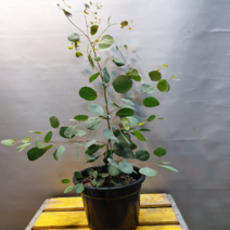 에덴농원 폴리안(한목대) 중품 (성장점이 살아 있네요) 비염짱