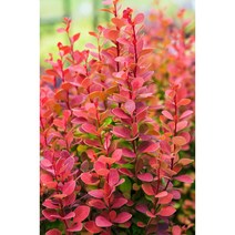 매자나무-오렌지로켓(Orange Rocket), 15cm, 1개