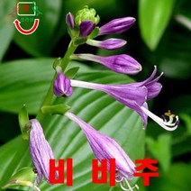 희귀씨앗 비비추 씨앗 50립