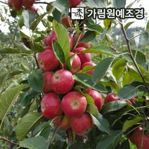 사과나무 유실수 정원수 가림원예조경, 미니사과(루비에스) R4cm 결실주