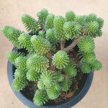 [수암다육] 소송록 랜덤발송 Sedum multiceps 랜덤발송 다육 다육이 다육식물