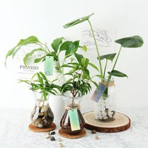 갑조네 세척식물 수경재배 DIY 세트 실내공기정화식물 천연가습기 몬스테라 개운죽 테이블야자 스파티필름, 14.극락조, 유리병+하이드로볼+수경키트
