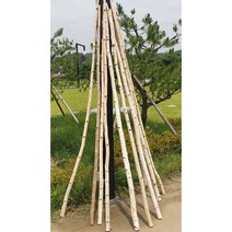 자작나무일자 바용기둥 행인플랜트 가랜드만들기 꽃걸이, 5cm이상~6cm 미만, 1개