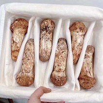 자연산 송이버섯, 500g 특품