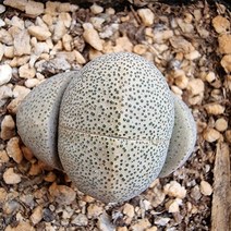 리톱스 제옥 키우기 쉬운 거실 실내 다육 랜덤발송1-40, 단품, 1개