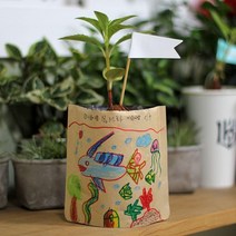 파라솔-그림봉투화분 봉선화, 본상품선택