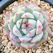 다육식물(티피) 랜덤 발송, 1개