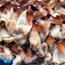 산지직송 자연산 여수 새조개 2kg 실중량 500 내외