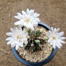 선인장 비모란 제뿌리 (흰꽃12cm화분), 1개