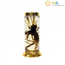 용천 담금주병 5.5L 56호 인삼주 야관문 약초 과실주 담금주 유리병, 5.5L 1개