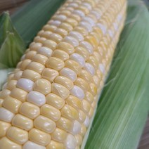 고당도 프리미엄 초당옥수수 특품, 초당옥수수30개