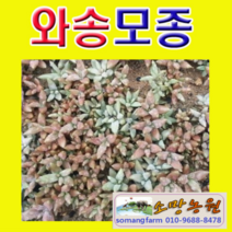 (GD소망)와송모종(잎장수 약30장 이상) 20개