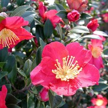몰드몰 ( 프래그런스오일 ) 카멜리아 Camellia _ 동백향 동백꽃향, [ 500ml ]