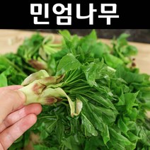 민엄나무(가시없는) 묘목 근삽1년 뿌리묘 1개/특용수/약용수