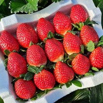 고당도 12brix이상 설향 딸기 고령 생딸기 산지직송 대왕 특 1kg 2kg, 4.고령 설향딸기(특대)_1kg