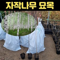 핫딜몬 자작나무묘목 잭큐몬티묘목, 1개