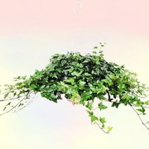 별 아이비 걸이 별아이비